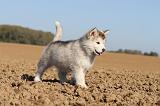 ALASKAN MALAMUTE 196